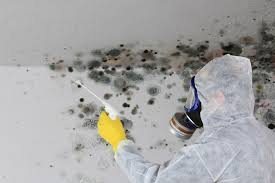 Best Mold Odor Removal Services  in Cibolo, TX